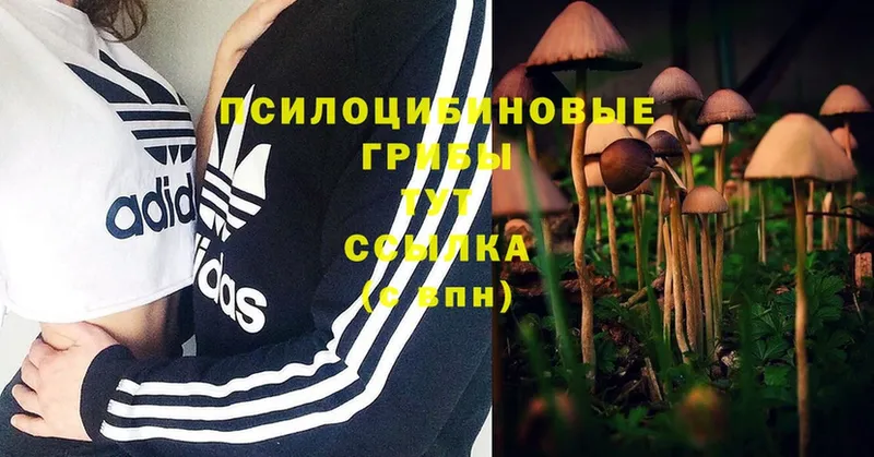 Галлюциногенные грибы Cubensis  где купить наркоту  Кандалакша 